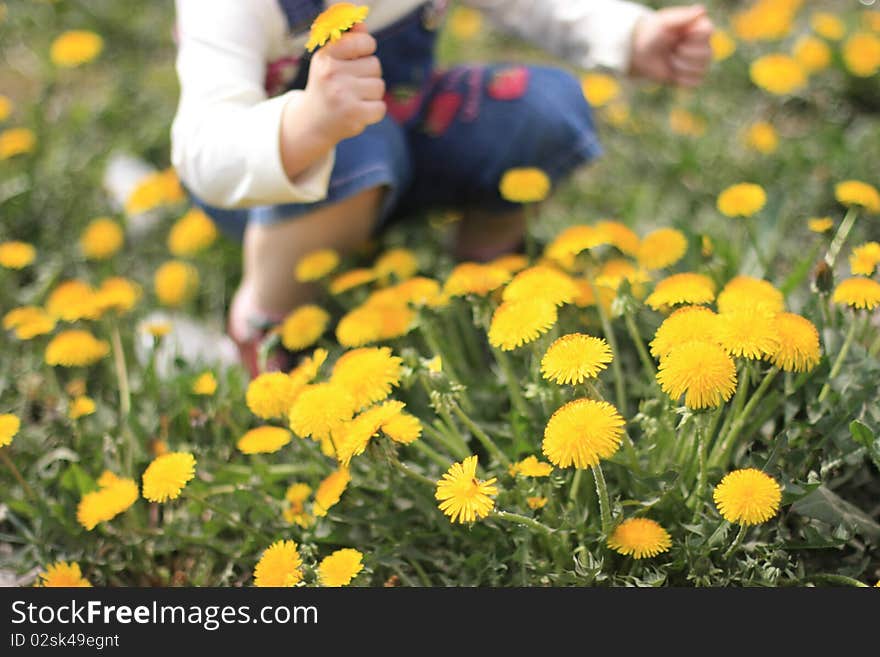 Child with dandelion in hand. Child with dandelion in hand