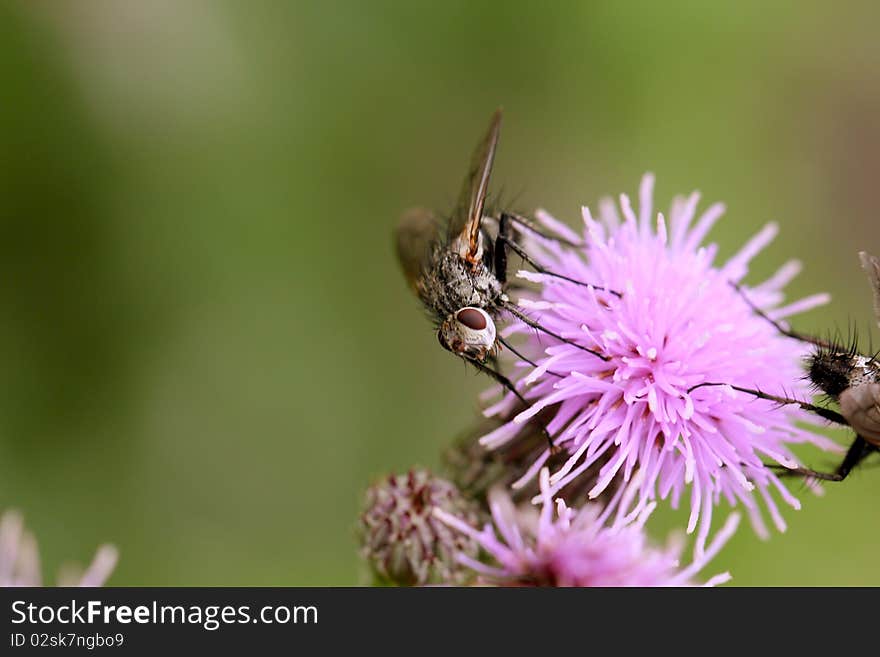 Fly on thistle flower