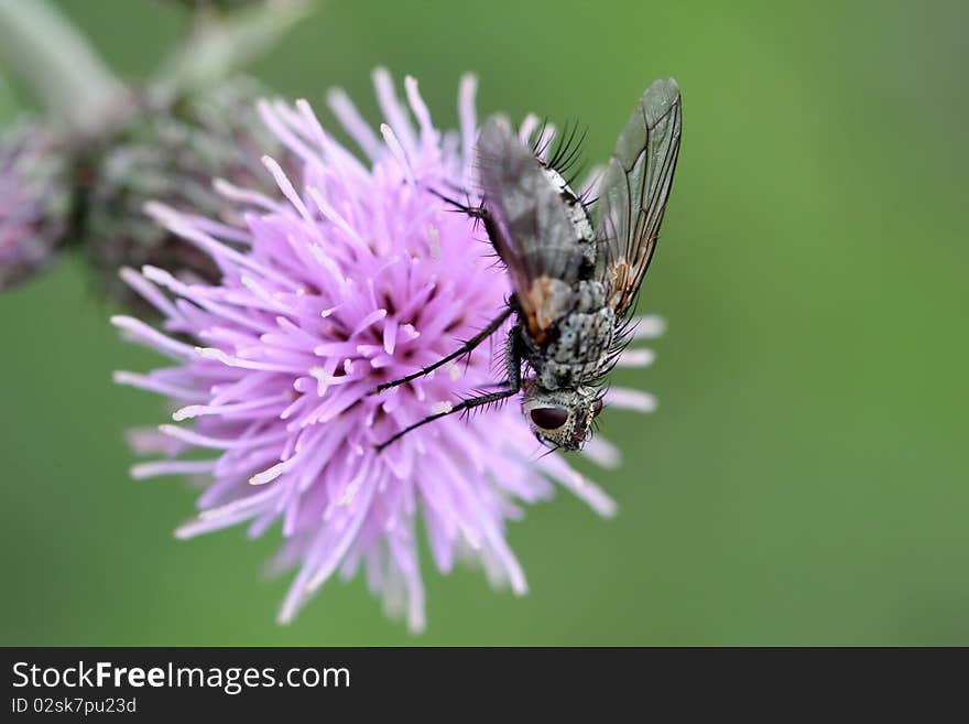 A close up of a fly on a thisle flower. A close up of a fly on a thisle flower