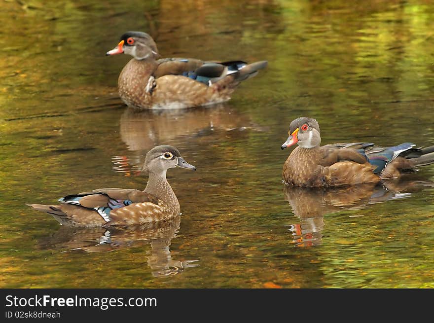 Three Wood Ducks