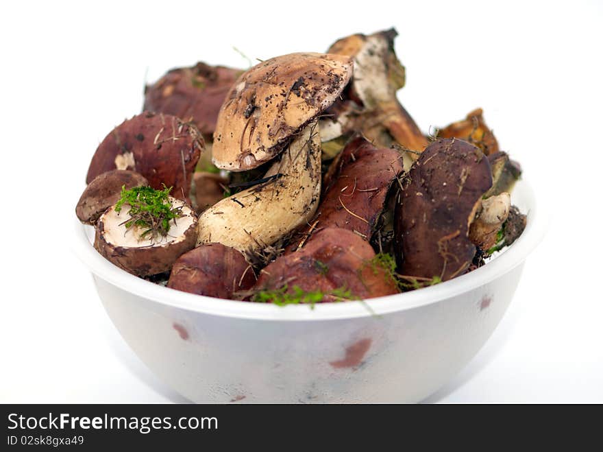 Some ripe forest mushrooms on a white background