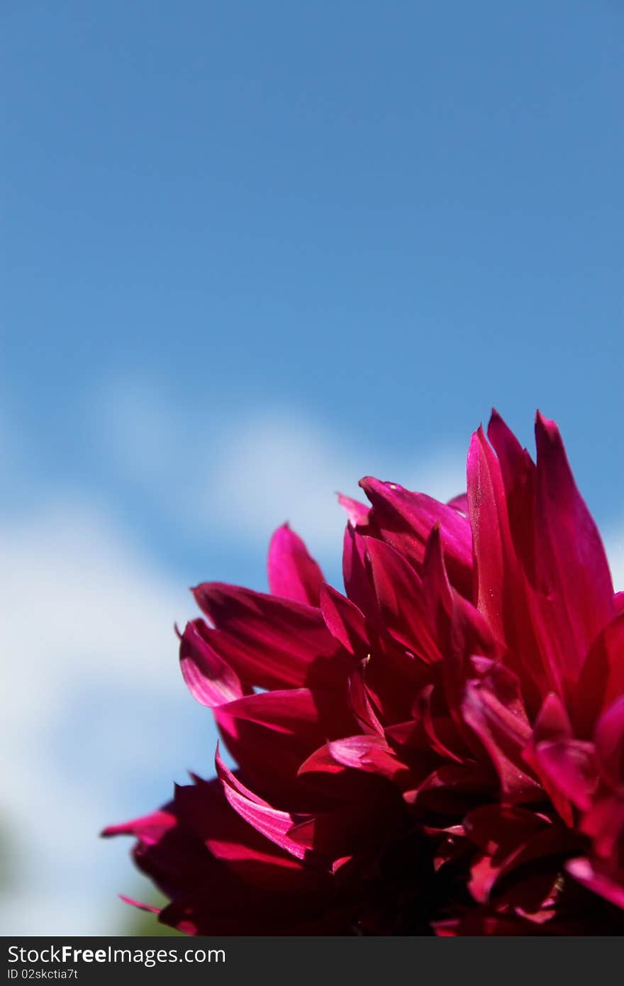 Flower in the sky with clouds