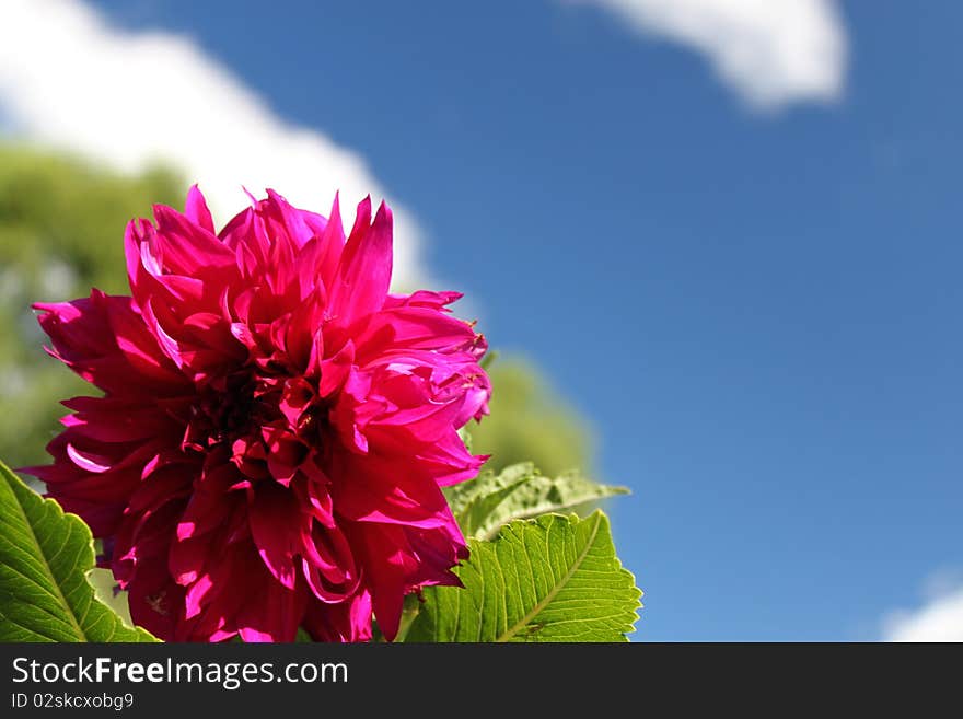 Red flower with green leaves in the blue sky with white clouds. Red flower with green leaves in the blue sky with white clouds