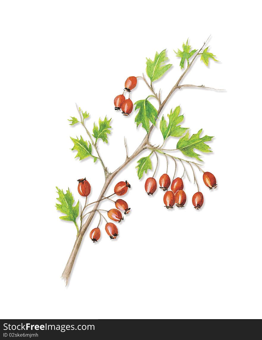 Branch of rose hip - illustration. Branch of rose hip - illustration