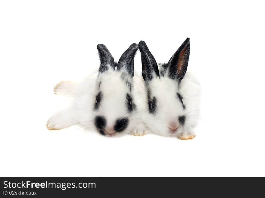 Two black&white baby rabbits