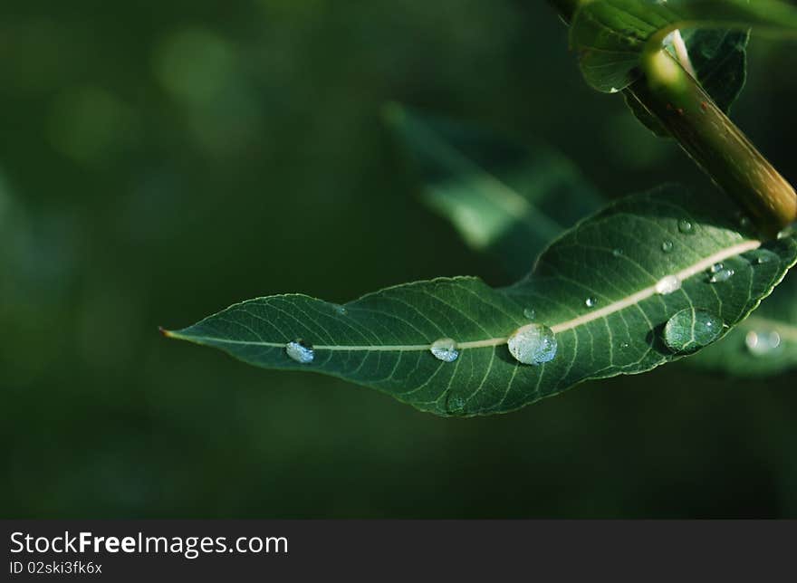 Sunlit Leaf With Water Drops