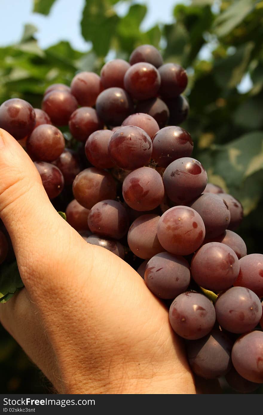 Bunch of pink grape on a hand with leafs on background. Bunch of pink grape on a hand with leafs on background