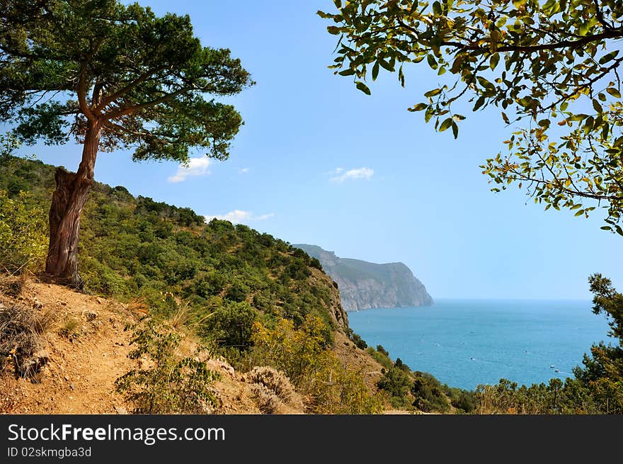 Juniper tree on the slope near the sea