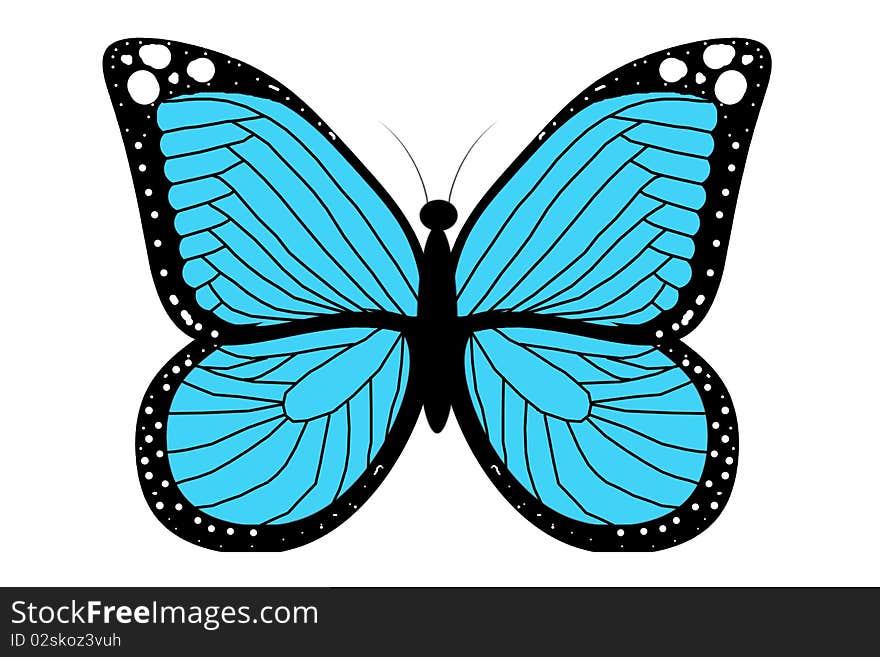 Blue butterfly on the white background