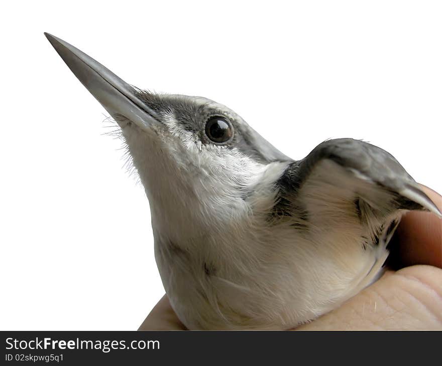 Sitta europaea Linnaeus. A bird in the hand on a white background. Clipping. Sitta europaea Linnaeus. A bird in the hand on a white background. Clipping.