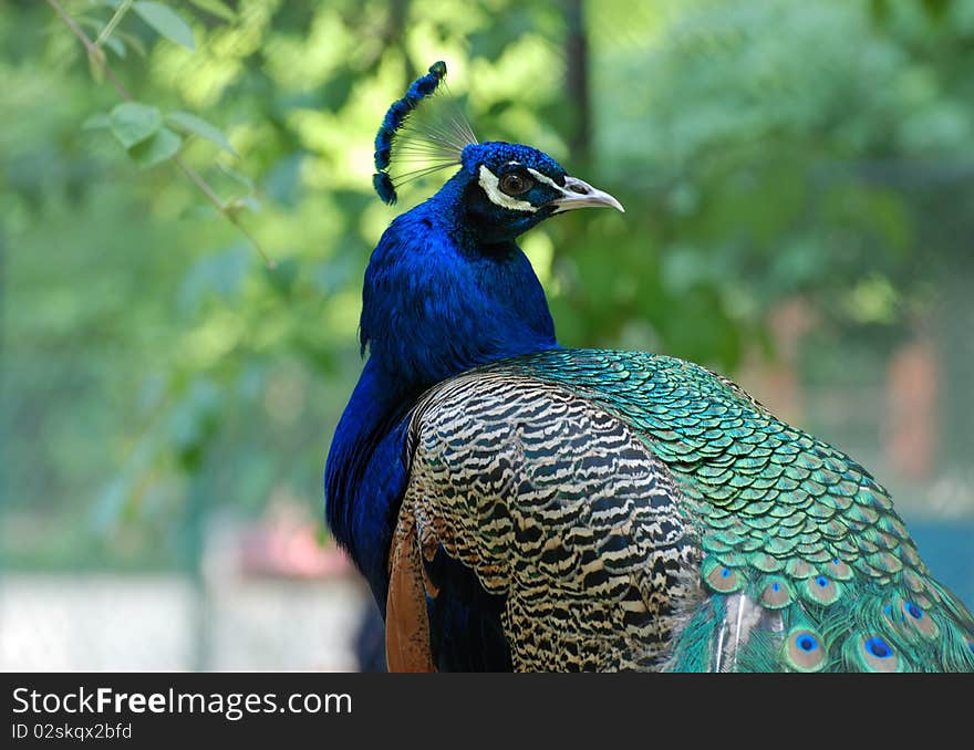 Peacock