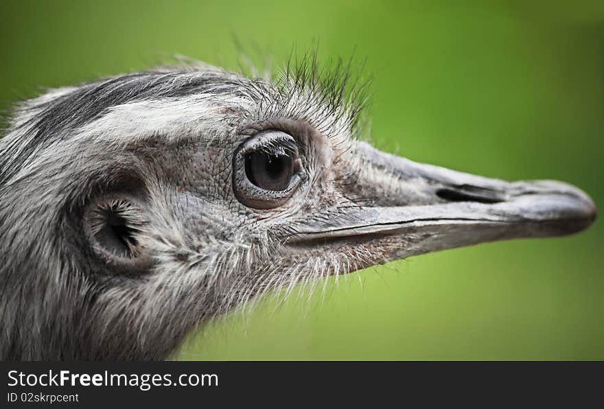 Head of a nandu