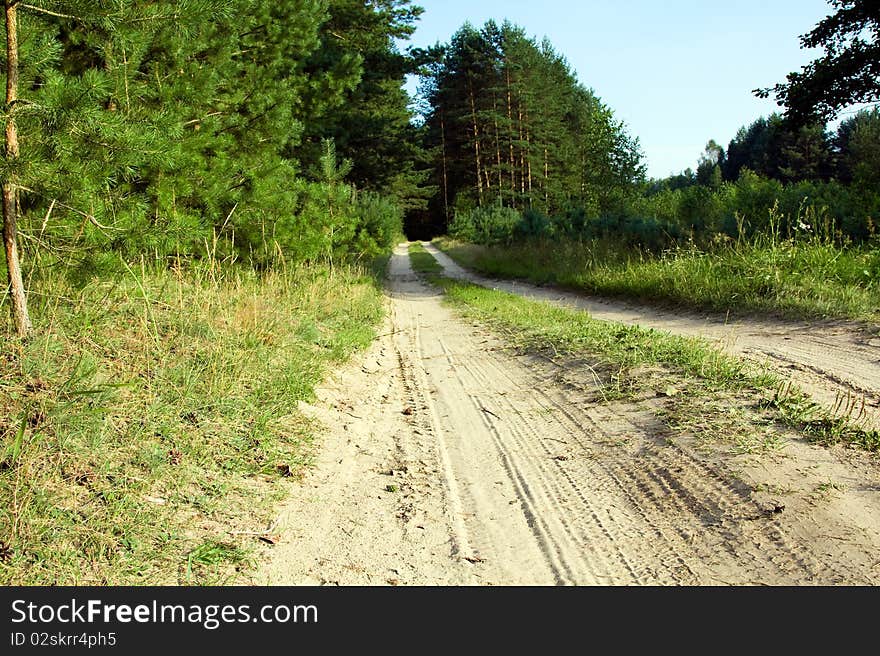 Road without the asphalt, passing through green wood. Road without the asphalt, passing through green wood