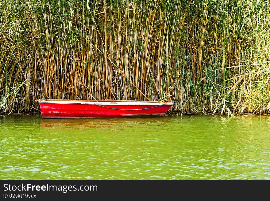 Small, rustic red fishing boat docked in green water in front of reeds on a sunny day