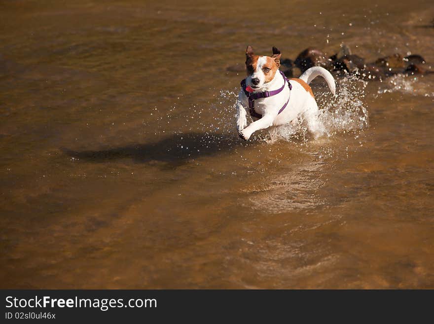 Playful Jack Russell Terrier Dog Playing in Water