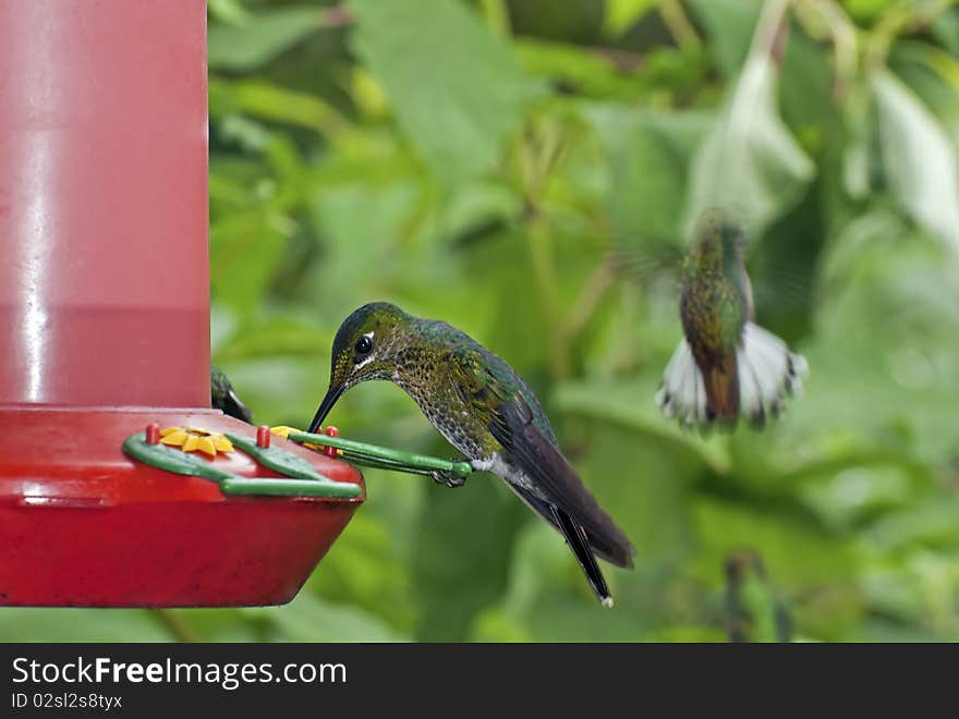 Hummingbird Perched On A Feeder