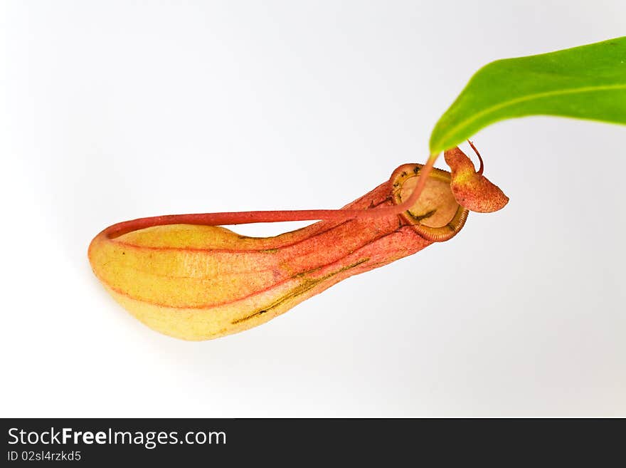 Red Nepenthes Alata, a carnivorous Plant,with green leaf,isolated on white.