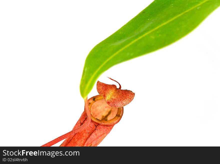 Red Nepenthes Alata, a carnivorous Plant,with green leaf,isolated on white.