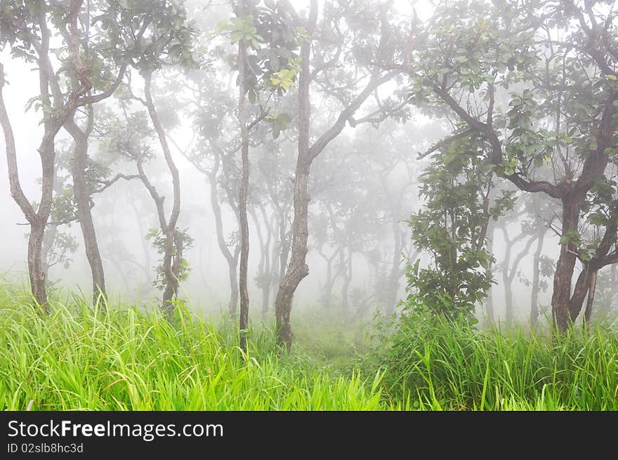 Foggy Forest