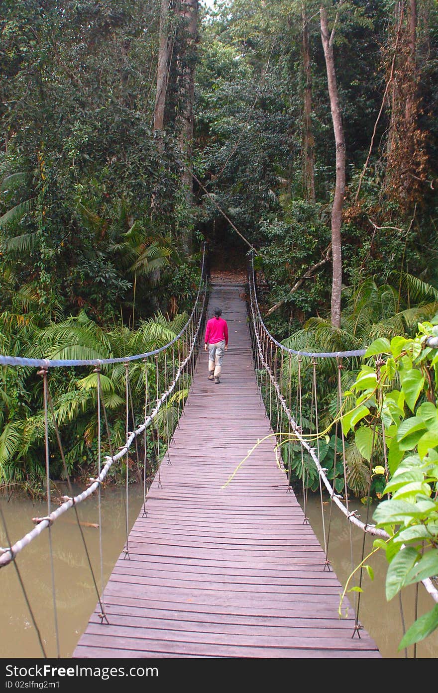 Bridge to the forest