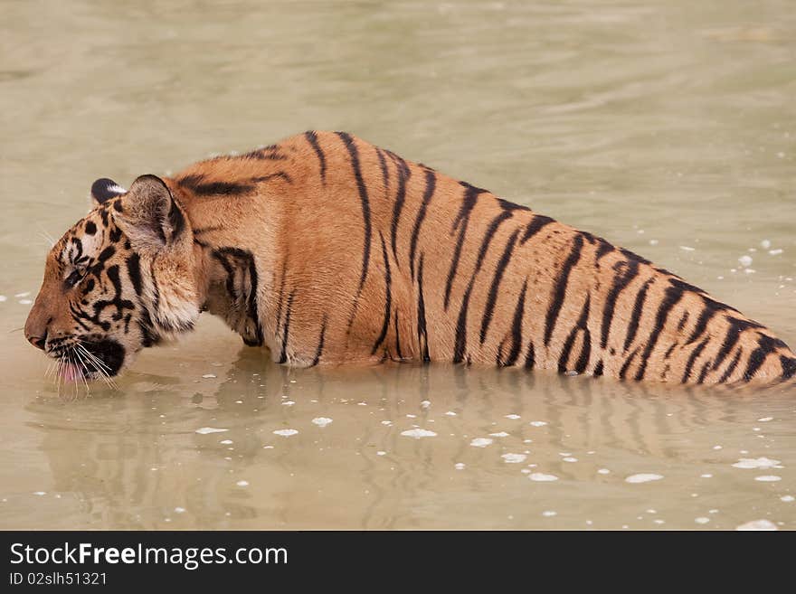 Portrait of tiger, living wild in a temple of thailand