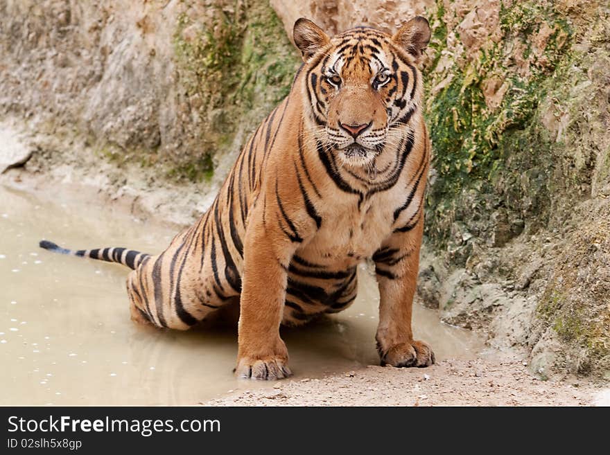 Portrait of tiger, living wild in a temple of thailand