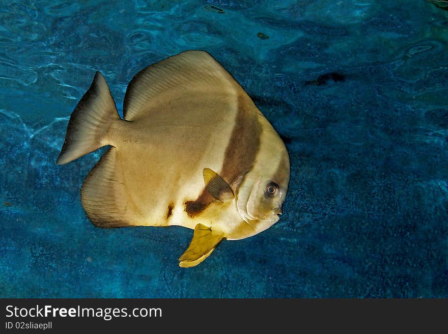 Platax Or Batfish