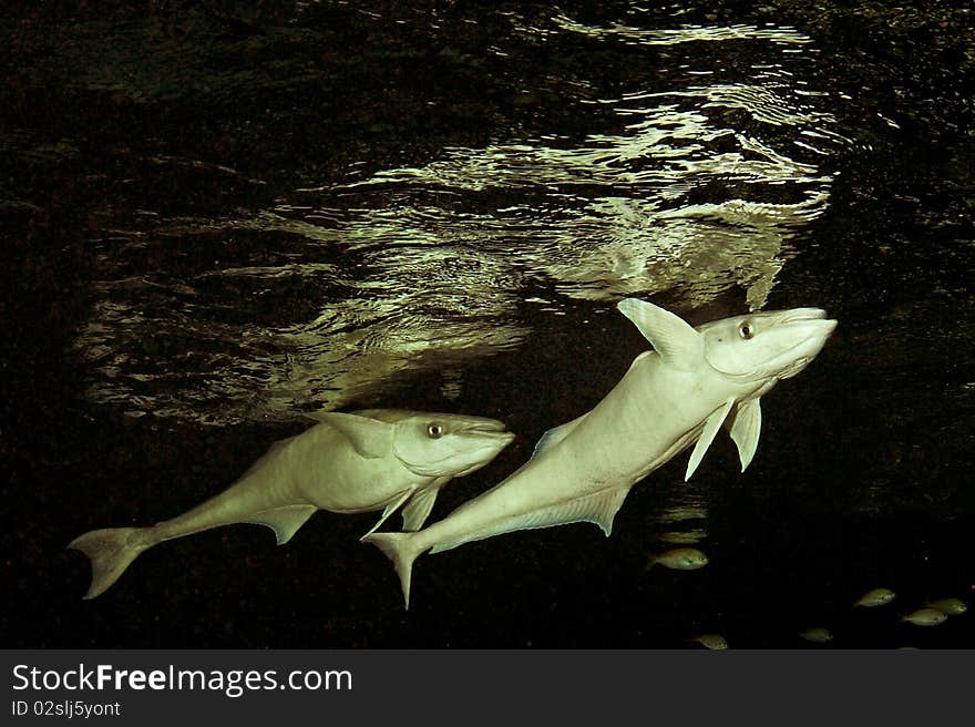 Remora fish