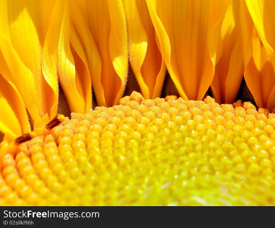 Yellow bloomer sunflower closeup background. Yellow bloomer sunflower closeup background.