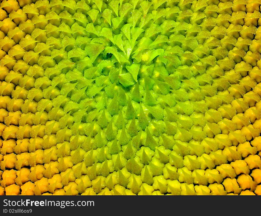 Yellow sunflower texture closeup background. Yellow sunflower texture closeup background.