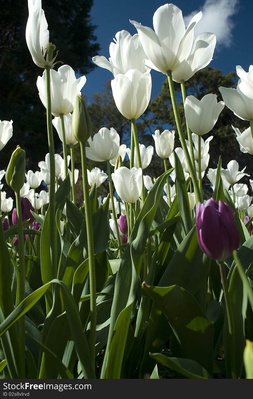 A tulipan garden in the Royal Bothanic Garden, Sydney. A tulipan garden in the Royal Bothanic Garden, Sydney