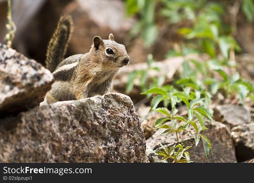 Chipmunk