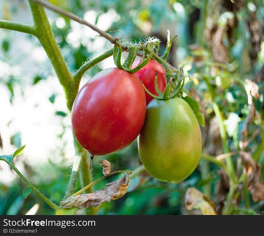 Tomatoes growing on a kitchen garden