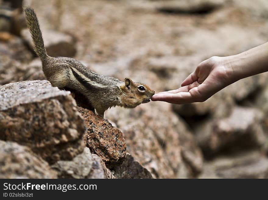 Chipmunk