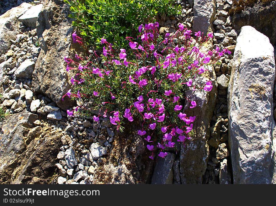 Viola carzolensis