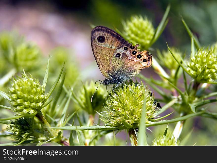 Brown eye butterfly