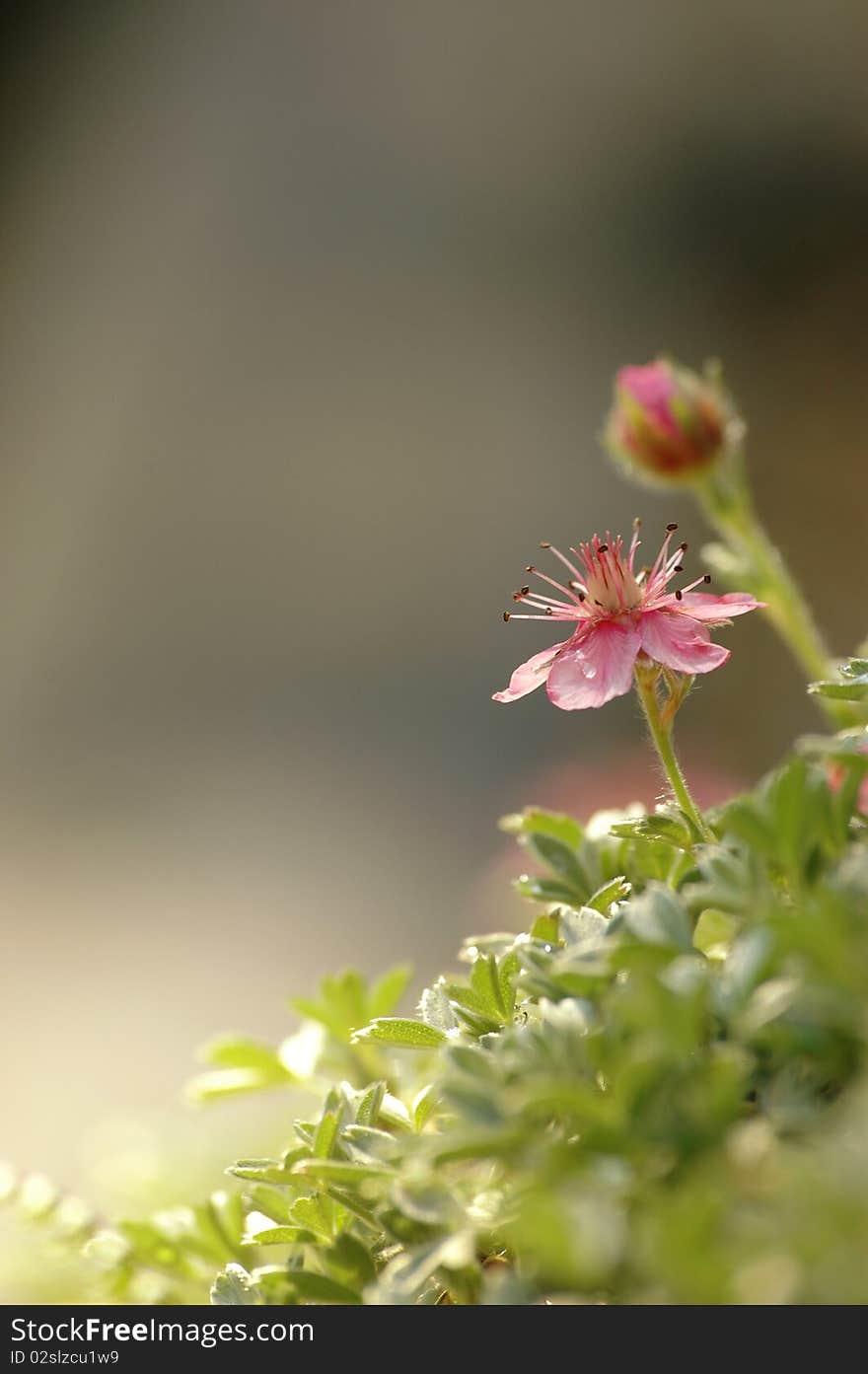 Cosmos fower on blurred background. Cosmos fower on blurred background