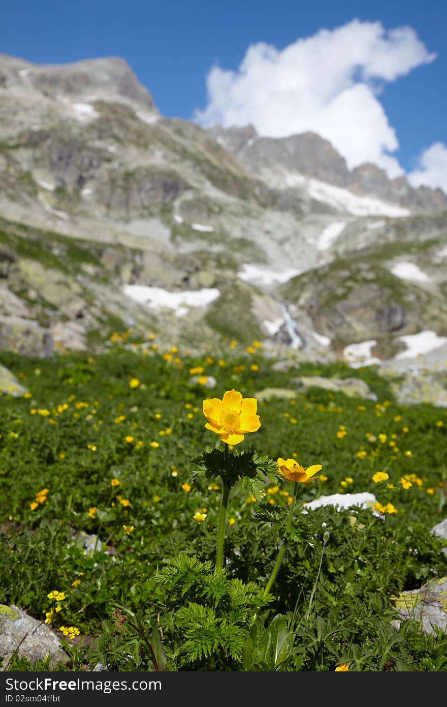 Yellow flower in a high mountains