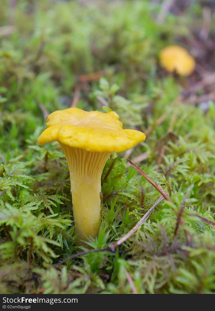 Chanterelle and forest.