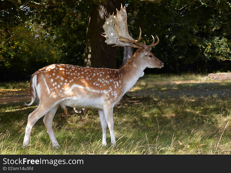 Dappled deer with great horning