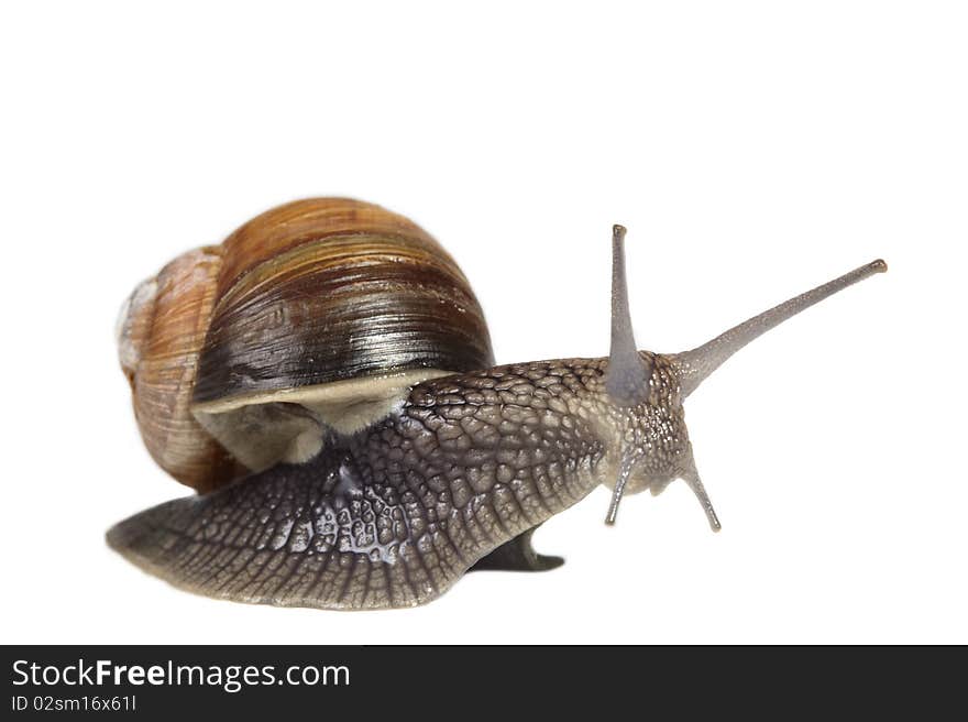 Jumping snail isolated on white background