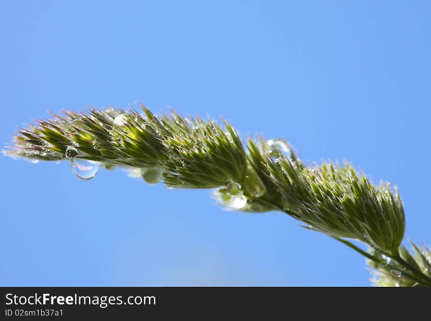 Closeup Of Grass Spikelet With Water Drops