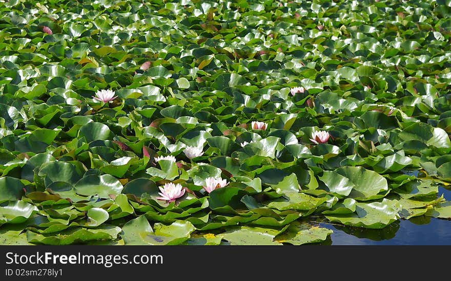 Natural waterlilyes in the pond. Natural waterlilyes in the pond.