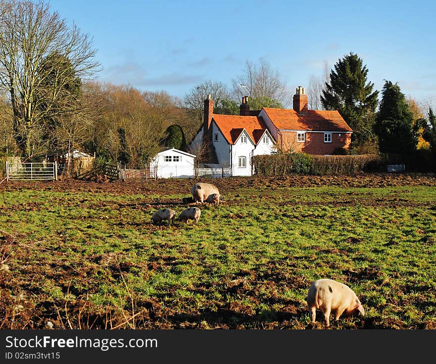 Pigs and Piglets in a field in early Winter