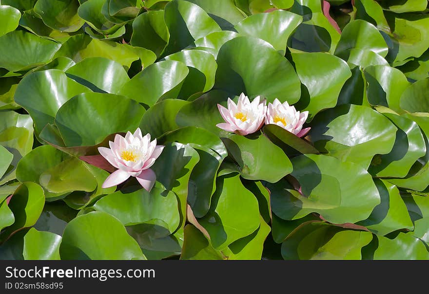 Pink waterlilies in the pond. Pink waterlilies in the pond.