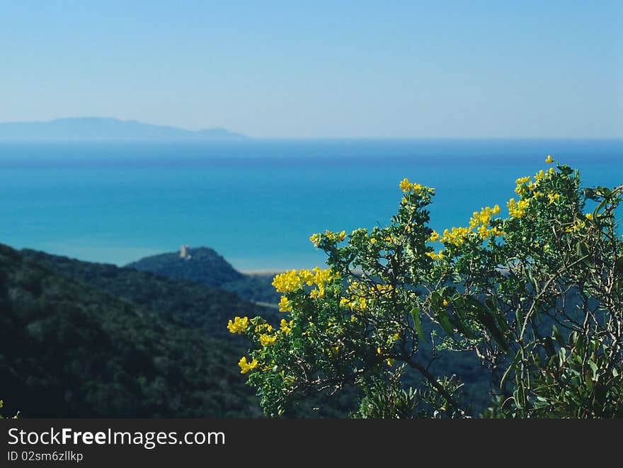 Yellow flowers looks at the tower near the sea. Yellow flowers looks at the tower near the sea