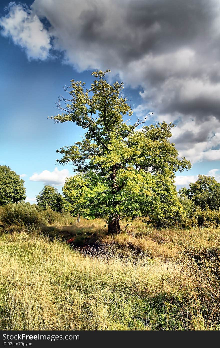 Yellow oak on autumn field