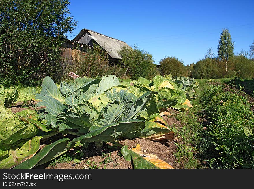 Green cabbage near rural building