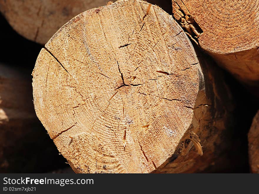 The cicle textures of tree stump. The cicle textures of tree stump