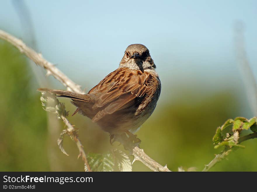 A Dunnock